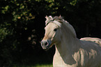 Fjordpferd Portrait