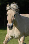 Fjordpferd Portrait