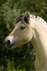 Fjordpferd Portrait