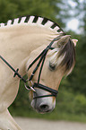 Fjordpferd Portrait