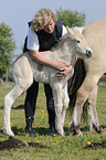 Frau mit Fjordpferd Fohlen