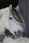 Fjordpferd Portrait