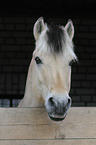 Fjordpferd Portrait