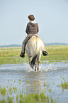 Frau reitet Fjordpferd