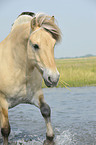 Fjordpferd Portrait