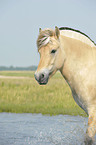 Fjordpferd Portrait