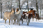 Pferdeherde im Schnee