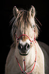 Fjordpferd Portrait