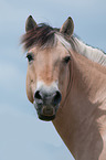 Fjordpferd Portrait