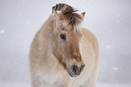 Fjordpferd im Winter
