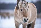 Fjordpferd