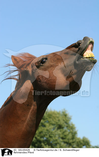 flehmendes Pferd / flehming horse / SS-05426