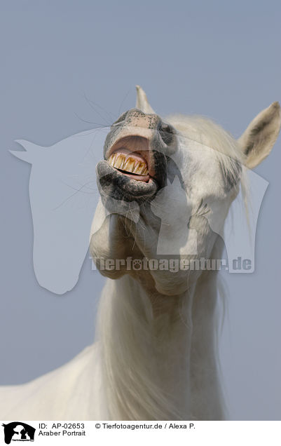 Araber Portrait / AP-02653