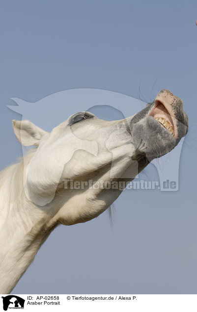 Araber Portrait / arabian horse portrait / AP-02658