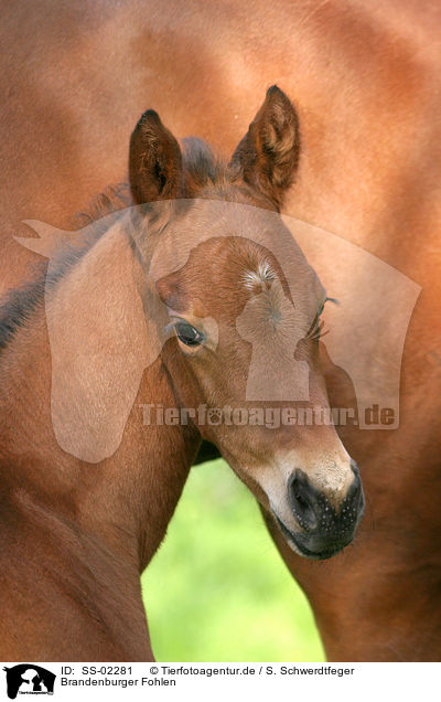 Brandenburger Fohlen / Brandenburgian horse foal / SS-02281