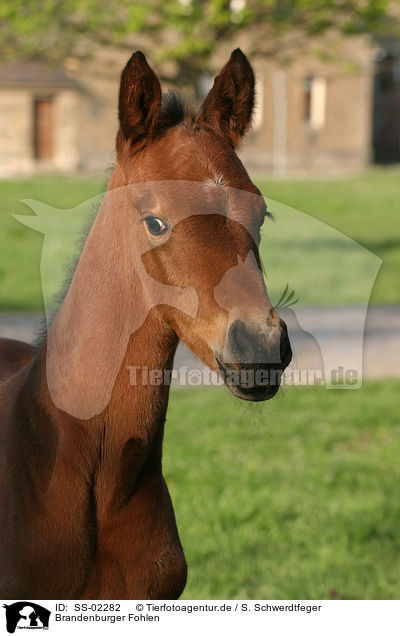 Brandenburger Fohlen / Brandenburgian horse foal / SS-02282