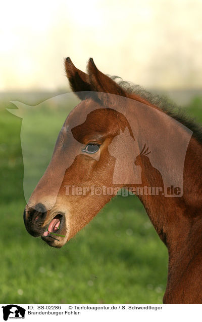 Brandenburger Fohlen / Brandenburgian horse foal / SS-02286