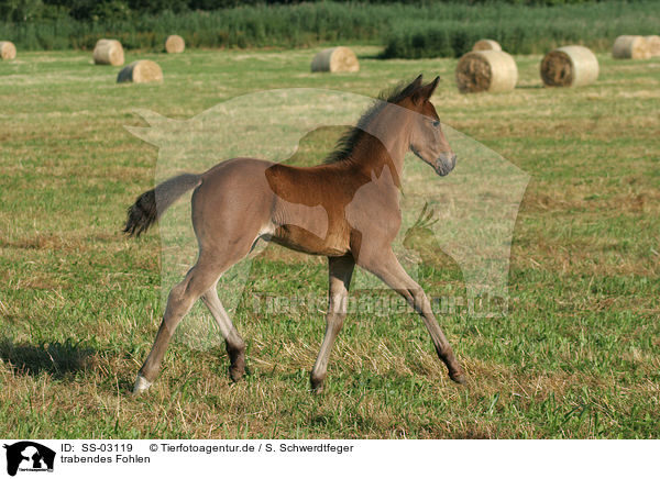 trabendes Fohlen / trotting foal / SS-03119