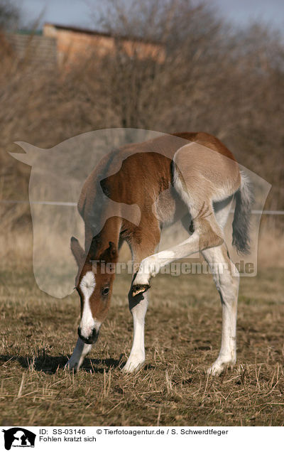 Fohlen kratzt sich / foal scratchs oneself / SS-03146