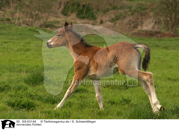 rennendes Fohlen / running foal / SS-03148