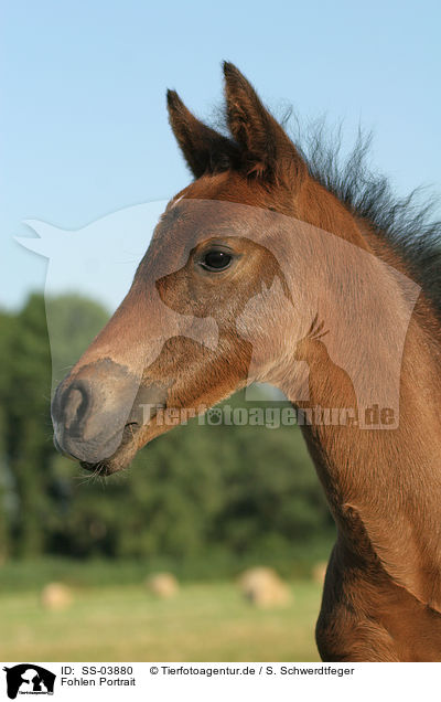 Fohlen Portrait / foal portrait / SS-03880