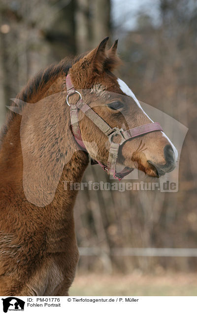 Fohlen Portrait / foal portrait / PM-01776