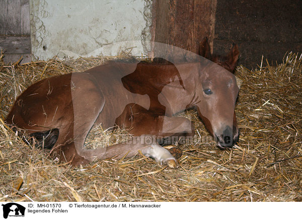 liegendes Fohlen / lying foal / MH-01570