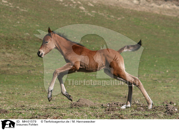 braunes Fohlen / brown foal / MH-01579