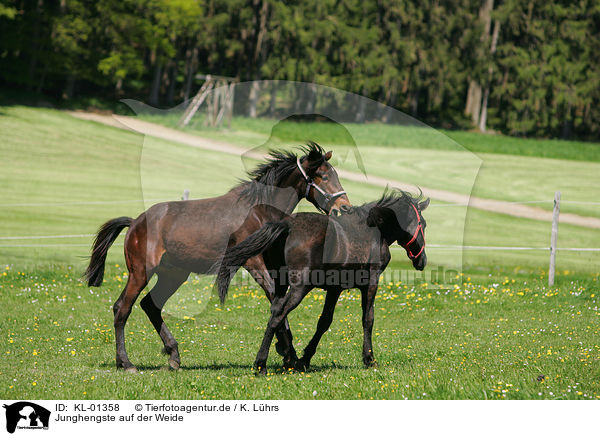 Junghengste auf der Weide / playing young horses / KL-01358
