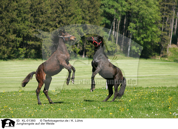 Junghengste auf der Weide / playing young horses / KL-01360