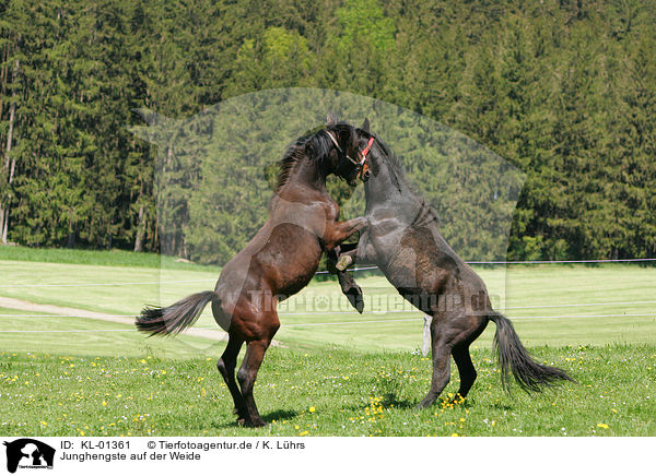 Junghengste auf der Weide / playing young horses / KL-01361