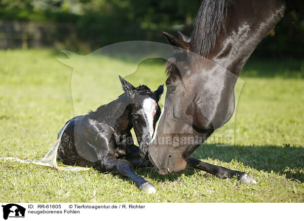 neugeborenes Fohlen / newborn foal / RR-61605