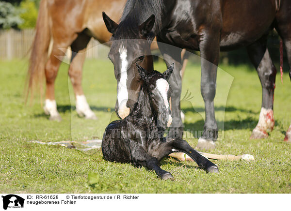 neugeborenes Fohlen / newborn foal / RR-61628