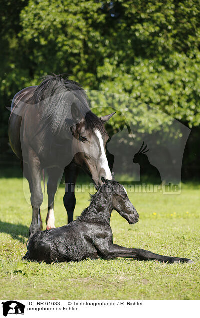 neugeborenes Fohlen / newborn foal / RR-61633