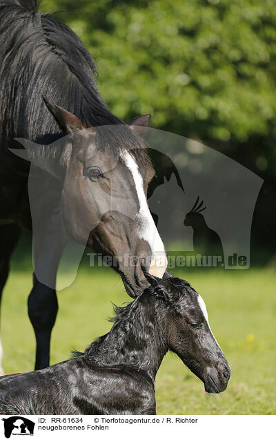 neugeborenes Fohlen / newborn foal / RR-61634