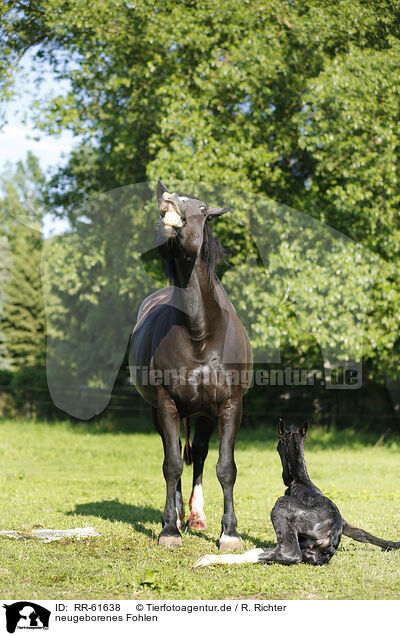 neugeborenes Fohlen / RR-61638