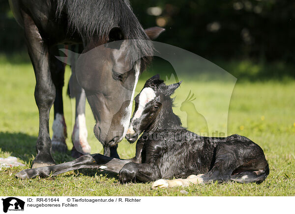neugeborenes Fohlen / newborn foal / RR-61644