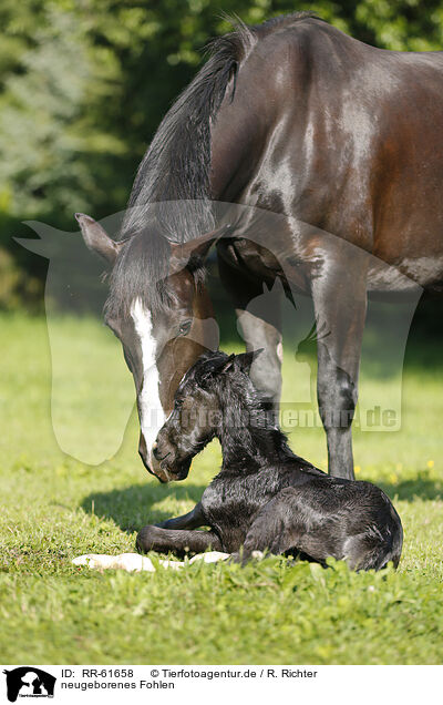 neugeborenes Fohlen / newborn foal / RR-61658