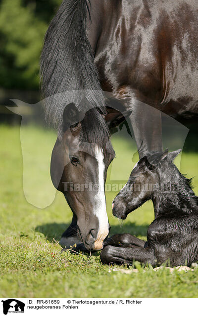 neugeborenes Fohlen / newborn foal / RR-61659