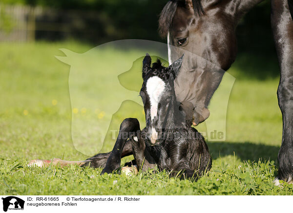 neugeborenes Fohlen / newborn foal / RR-61665