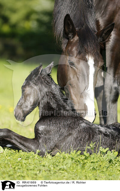 neugeborenes Fohlen / newborn foal / RR-61669