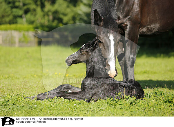 neugeborenes Fohlen / newborn foal / RR-61670
