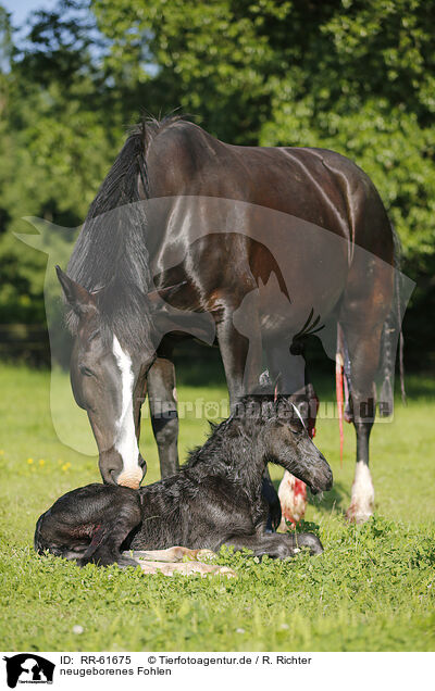 neugeborenes Fohlen / RR-61675