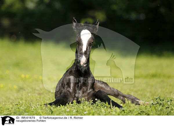 neugeborenes Fohlen / newborn foal / RR-61679