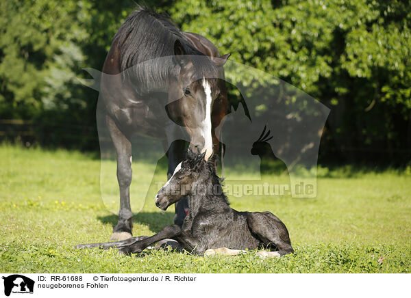 neugeborenes Fohlen / newborn foal / RR-61688
