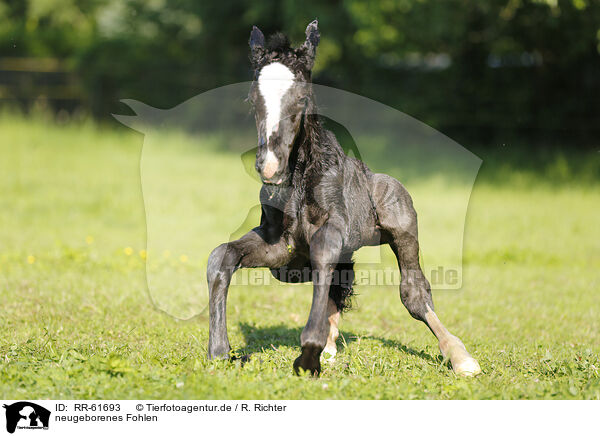 neugeborenes Fohlen / newborn foal / RR-61693