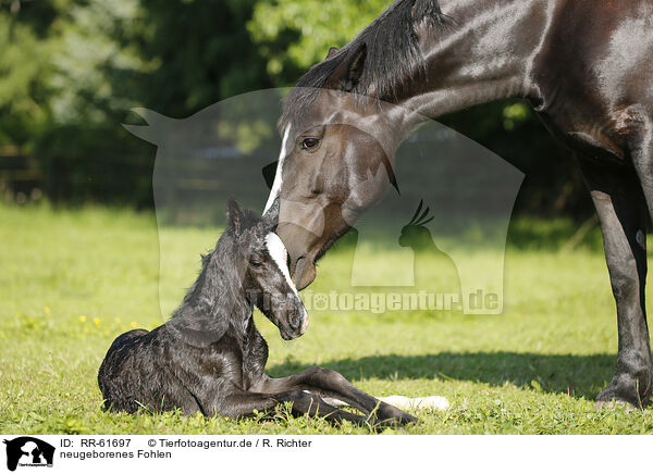 neugeborenes Fohlen / newborn foal / RR-61697