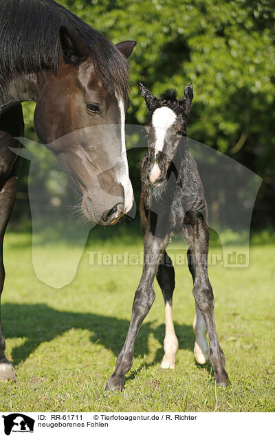 neugeborenes Fohlen / newborn foal / RR-61711