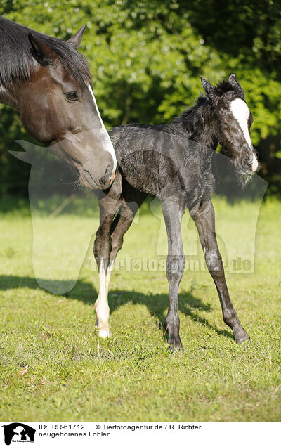 neugeborenes Fohlen / newborn foal / RR-61712