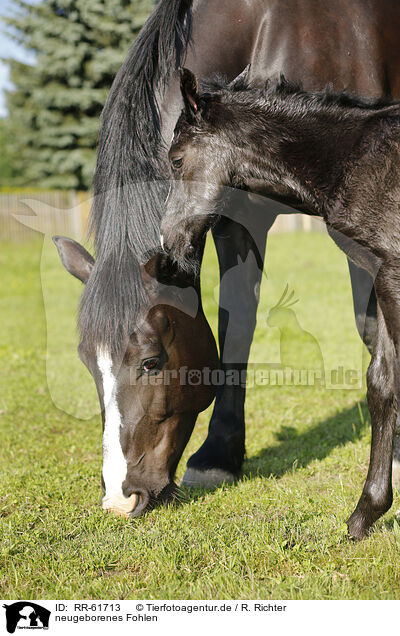 neugeborenes Fohlen / newborn foal / RR-61713